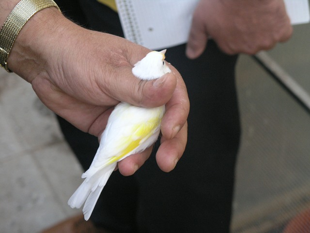 Cardellino Albino !